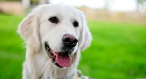 Sanremo: su palco Ariston 4 cani servizio sicurezza festival